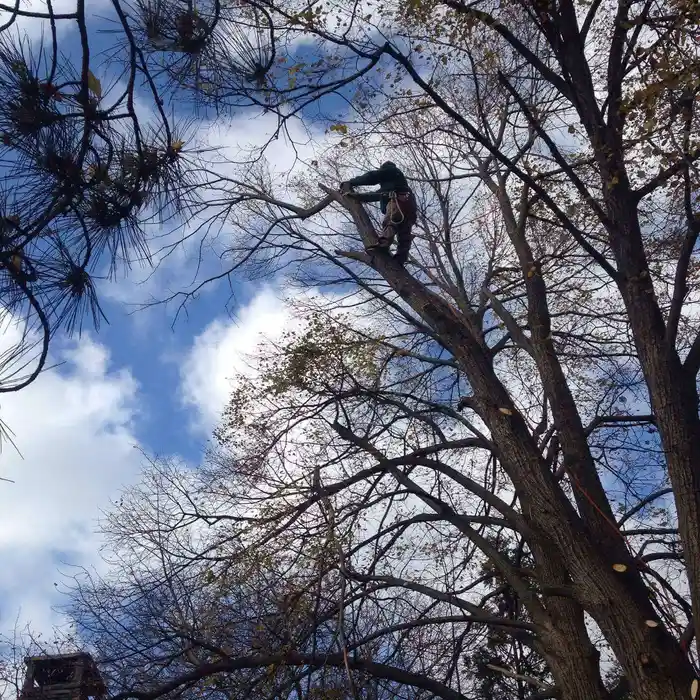 Tree Trimming
